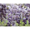 Vistárie čínská 'Amethyst'  Wisteria sinensis 'Amethyst'