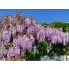 66801 vistarie kvetnata royal purple