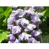 Vistárie květnatá 'Violacea Plena'  Wisteria floribunda 'Violacea Plena'