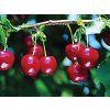 Višeň 'Erdi Bötermo'  Prunus cerasus 'Erdi Bötermo'