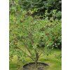 Višeň keřová 'Carmine Jewell'  Prunus fruticosa x prunus cerasus 'Carmine Jewell'