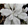 Vratič haradjanii - Tanacetum haradjanii  Tanacetum haradjanii