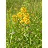 Vrbina obecná -  Lysimachia vulgaris  Lysimachia vulgaris