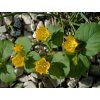 Vrbina penízková - Lysimachia nummularia  Lysimachia nummularia