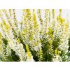 Calluna vulgaris Anja (3)
