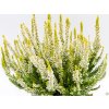Calluna vulgaris Anja (2)