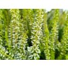 Calluna vulgaris Anja (2)