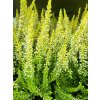 Calluna vulgaris Anja (1)