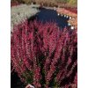 Calluna vulgaris Athene (3)