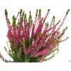 Calluna vulgaris Athene (1)