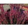 Calluna vulgaris Athene (1)