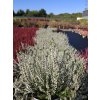 Calluna vulgaris Bettina (2)
