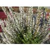 Calluna vulgaris Bettina (1)