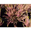 Calluna vulgaris Golden Angie (2)