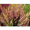 Calluna vulgaris Golden Angie (4)