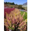 Calluna vulgaris Golden Angie (5)