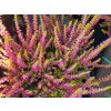 Calluna vulgaris Golden Angie