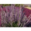 Calluna vulgaris Hilda (1)
