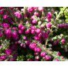 calluna vulgaris jana (2)