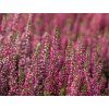 14073768 Calluna vulgaris Lena