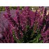 Calluna vulgaris Lena (2)