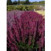 Calluna vulgaris Lena (3)