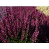 Calluna vulgaris Lena (4)