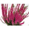 Calluna vulgaris Sanne (3)