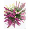 Calluna vulgaris Tricolor (2)