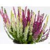 Calluna vulgaris Tricolor (5)