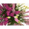 Calluna vulgaris Tricolor (3) kopie