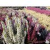 Calluna vulgaris Triogirl (3)