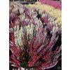 Calluna vulgaris Triogirl (4)