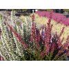 Calluna vulgaris Triogirl (6)