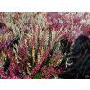 Calluna vulgaris Triogirl (7)