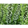 Calluna vulgaris Verenka (2)