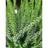 Calluna vulgaris Verenka (1)