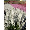 Calluna vulgaris Verenka (3)