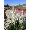 Calluna vulgaris Verenka (4)