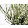 Calluna vulgaris Verenka (3)