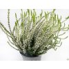 Calluna vulgaris Verenka (2)