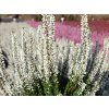 Calluna vulgaris Verenka (1)