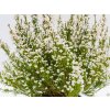 Erica gracilis white (2)