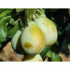 Švestka zakrslá 'Goldust'  Prunus domestica 'Goldust'