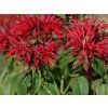 Zavinutka podvojná 'Goldmelisse' - Monarda didyma 'Goldmelisse'  Monarda didyma 'Goldmelisse'