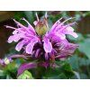 Zavinutka zahradní 'Beauty of Cobham' - Monarda x hybr. 'Beauty of Cobham'  Monarda x hybr. 'Beauty of Cobham'