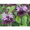 Zavinutka zahradní 'Beauty of Cobham' - Monarda x hybr. 'Beauty of Cobham'  Monarda x hybr. 'Beauty of Cobham'