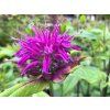 Zavinutka x hybrida 'Blaustrumpf' - Monarda x hybrida 'Blaustrumpf'  Monarda x hybrida 'Blaustrumpf'