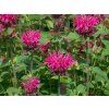 Zavinutka zahradní 'Pink Lace' - Monarda hybridy 'Pink Lace'  Monarda hybridy 'Pink Lace'