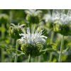 Zavinutka x hybrida 'Schneewittchen' - Monarda x hybrida 'Schneewittchen'  Monarda x hybrida 'Schneewittchen'